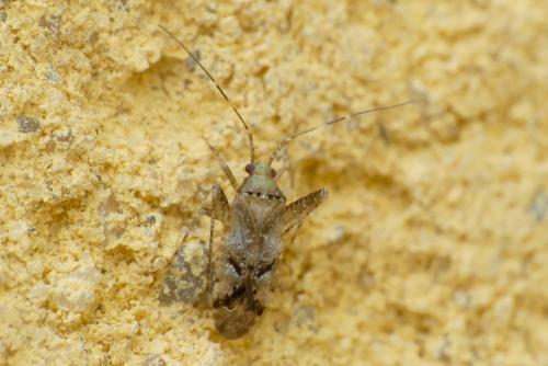 Réf. 285 739 : Phytocoris sp.